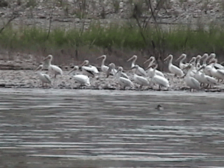 pelicans